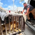 León rescatado permanecerá bajo resguardo en UMA Ecopark Matamoros