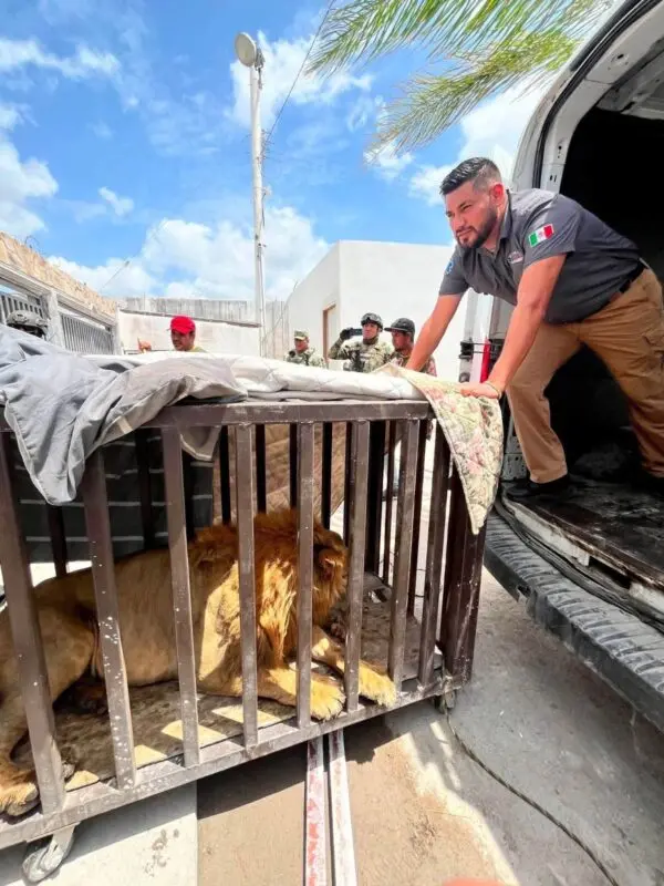 León rescatado permanecerá bajo resguardo en UMA Ecopark Matamoros