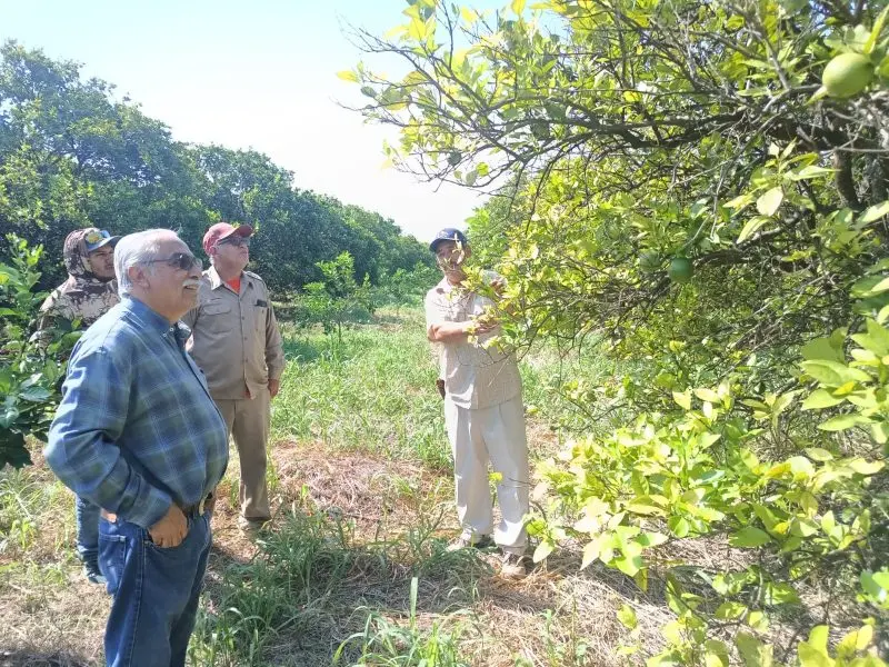 Bioinsumos abren camino a la recuperación de huertas citrícolas en Güémez