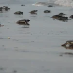 Mantiene Tamaulipas acciones de conservación de tortuga lora durante la recta final de la temporada
