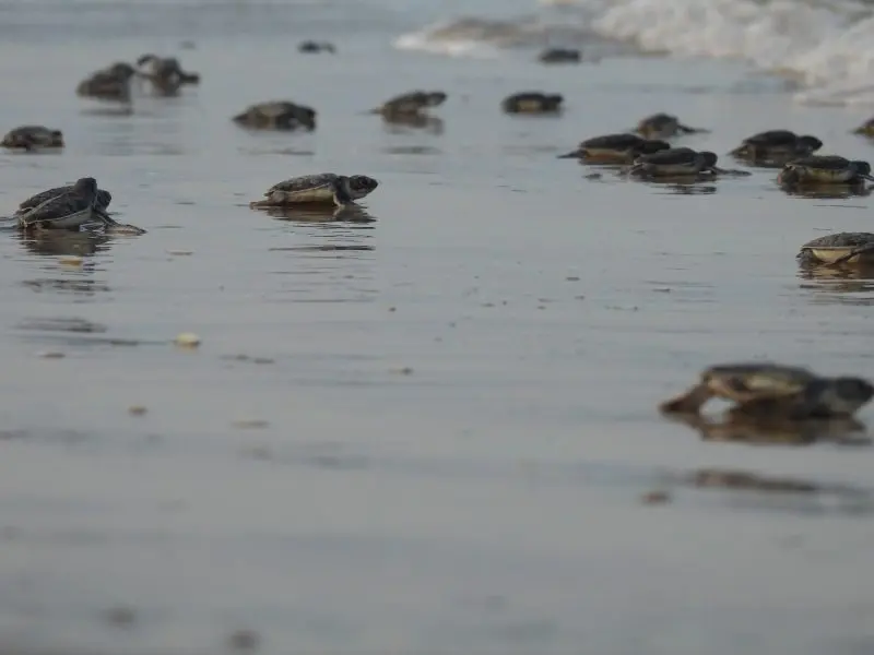 Mantiene Tamaulipas acciones de conservación de tortuga lora durante la recta final de la temporada