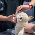 Atiende Fiscalía denuncia por maltrato animal