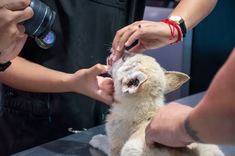 Atiende Fiscalía denuncia por maltrato animal